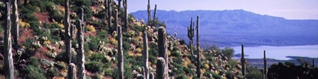 Roosevelt Lake